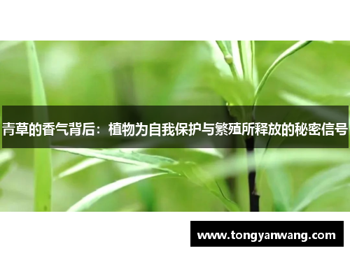 青草的香气背后：植物为自我保护与繁殖所释放的秘密信号